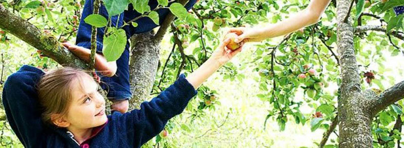 Girl holding her friends hand climbing a tree