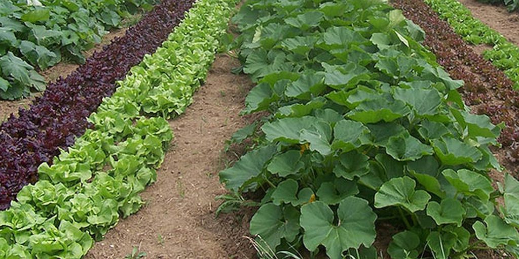 Edbile forest - vegetable garden