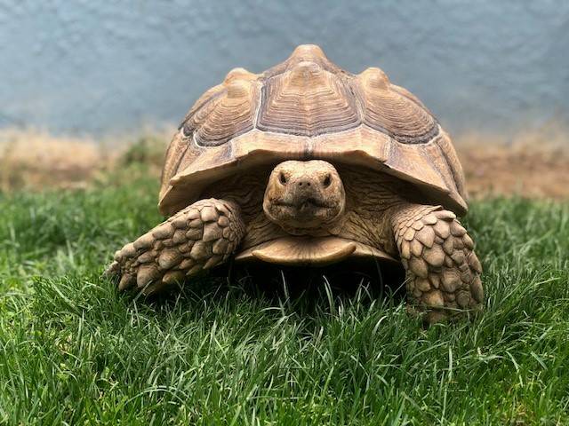 Our new turtle is part of our  farm animal support 