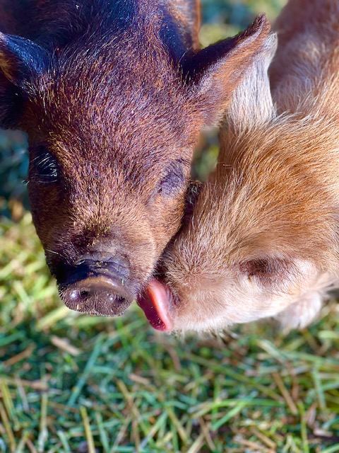 Piglets